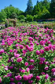 Baronne Prevost Reigns In The Amazing Biltmore Rose Garden Www Thedirtdiaries Com Gorgeous Gardens Amazing Gardens Beautiful Places Nature