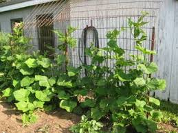 This is a great store bought option. Grow Squash Vertically Instructables