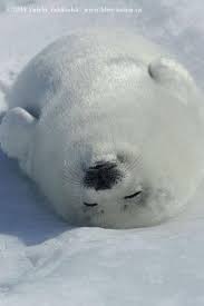 17 Peaceful Pics Of Sleeping Harp Seals That Will Relieve Your Stress Cute Seals Harp Seal Animals Beautiful