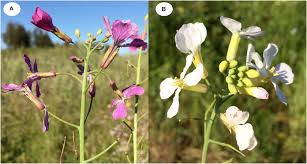 Flower arrangements for any occasion! Frontiers Transgenerational Plasticity In Flower Color Induced By Caterpillars Plant Science