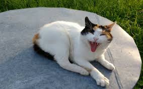 Current evidence doesn't show a reason for cats developing this type of cancer though we do know it's more common in larger and giant breed cats. How Do I Know If My Cat Is In Pain Vca Animal Hospital