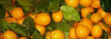 Maybe you would like to learn more about one of these? Citrus Species Meiwa Kumquat Sweet Kumquat Sweet Kinkan Citrus Japonica