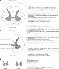 Different from other eukaryotic cells, such as plant cells, because they have no cell walls, and chloroplasts, and usually they mitochondria are the larger organelles that are machined in cells. Central Pattern Generators In The Brainstem And Spinal Cord An Overview Of Basic Principles Similarities And Differences