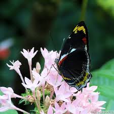 Image result for Pentas bussei