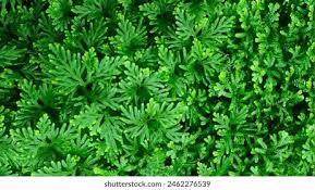 Image result for Selaginella lewalleana