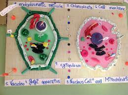 Plasticine Cells Different Cell Types In The Same Animal Look Different Because They Have Different Function Animal Cells Model Cells Project Plant Cell Model