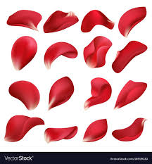 44 6 petal flower template. Realistic Red Rose Flower Petals Isolated On White Background Vector Set Petal Rose Natural Flower Floral Flower Petal Art Rose Petals Drawing Flower Drawing
