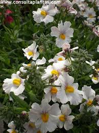 Image result for Nemesia lilacina