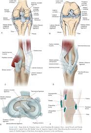 We did not find results for: The Knee Joint