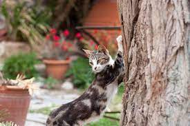 free image on pixabay cat pet bokeh animal domestic hayvan kedi hayvanlar