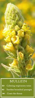 Mullein The Velvety Herb Is Nature S Respiratory Remedy It Soothes The Throat Sinus And Bronchial Passages Natural Remedies Remedies Good Health Tips