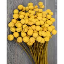 How beautiful, unexpected and cheap{!} for bridal bouquets. Dried Floral Button Flowers Decorative Floral Buttons