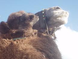 Examples of camel in a sentence, how to use it. Camel Wrestling The Question Is Not What You Look At But What You See Thoreau