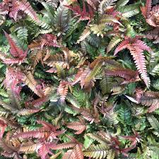 Image result for Pteris