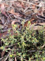 Image result for Phyllanthus glaucophyllus