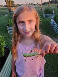 Are there more hornworms in my tomato garden?