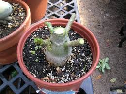 Gorizontalnaya Panel Navigacii Vt X2f Dinamicheskij Effekt Grafting Plants Desert Rose Plant Adenium