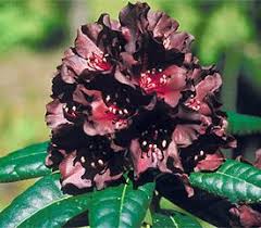 Rhododendron Black Widow Has Large Dark Red To Grey Flowers Held In A Truss Of 19 To 21 Flowers It Is Not Fragrant And Blooms Mid Season Krzewy Ogrod