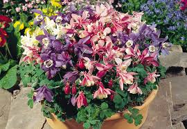 Image result for Aquilegia pompom mix