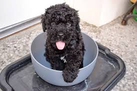Long coats have cords that reach to the ground when the dog is stationary, and which makes the dog look like a giant fuzzy. The Puli Hungary S Indispensable Herd Dog Animalso