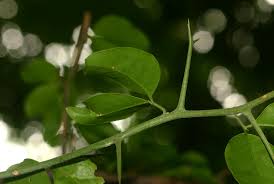 Image result for Balanites maughamii