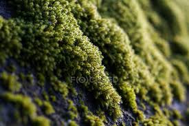 Use them in commercial designs under lifetime, perpetual & worldwide rights. Close Up Of Colorful Green Moss Plants Growing On Rocks In Detail Spring Scandinavia Stock Photo 308738410