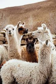 Llama 15 Cute Animals Cute Llama Animals Beautiful
