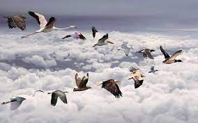 Birds Migration Above Clouds Mixed Flock Bird Migration Birds Flying