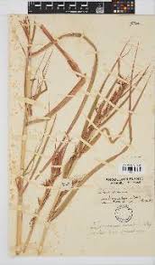 Image result for Hyparrhenia anamesa