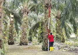 Skills & knowledge for sustained development in africa 24 june 2009. Palm Oil Industry Gathers In Shadow Of India Malaysia Trade Spat