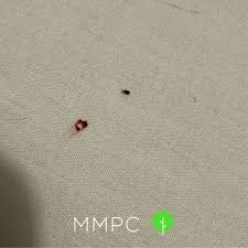 Image result for bed bugs droppings