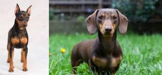 The difference between the standard dachshund and mini dachshund is only in size, and the above traits are applicable for both types. Miniature Pinscher Vs Miniature Dachshund Breed Comparison