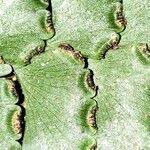 Image result for Adiantum vogelii