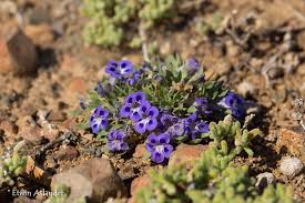 Image result for Aptosimum procumbens
