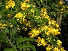Image result for Cassia thyrsoidea