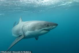 daily telegraph tuncurry beach shark attack: W9lj6otmjkiim
