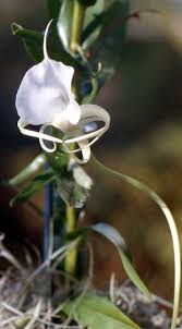 Image result for Angraecum conchiferum