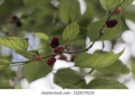 Image result for Morus mesozygia