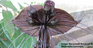 Maybe you would like to learn more about one of these? Unusual Cool And Unique Plants With Weird Flowers With Pictures