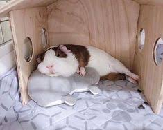 Ihre meerschweinchen tricks beizubringen, baut eine besondere bindung zwischen ihnen und meine kinder haben ihre drei meerschweinchen zwischen ihren zwei schlafzimmern und zwei. 430 Meerschwein Ideen In 2021 Meerschwein Meerschweinchen Meerschweinchen Gehege
