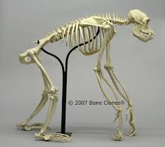 Articulated Chimpanzee Skeleton Sc 003 A From Bone Clones Animal Skeletons Animal Bones Chimpanzee