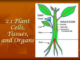 Maybe you would like to learn more about one of these? 2 1 Plant Cells Tissues And Organs