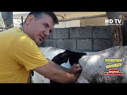 Hayvanda Siskinlik Nasil Onlenir Youtube