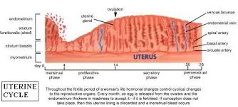 Uterus And The Menstrual Cycle The Uterine Cycle