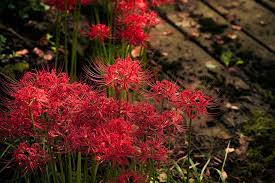 If you find one that is protected by copyright, please. Hd Wallpaper Red Petaled Flowers In Bloom Plant Japan K Spider Lily Amaryllis Wallpaper Flare