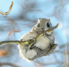 The siberian flying squirrel ranges across northern europe and russia, but a population on the japanese island of hokkaido is now considered an endemic subspecies, known as pteromys volans orii. Kawaii Japanese Top 10 Facts Of Japanese Dwarf Flying Squirrels Will Melt Your Heart å¯æ„›ã™ãŽã‚‹å‹•ç‰© å¯æ„›ã„ å‹•ç‰© ãƒšãƒƒãƒˆ