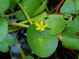 Image result for Nymphoides thunbergiana