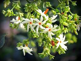Nelesa Gardenng Live Coral Jasmine Night Flowering Parijat Plant Fragrant Flowers Flower Seeds Jasmine Flower