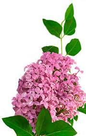 Pin On Flowers And Their Meaning