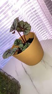 Image result for Streptocarpus montis-bingae
